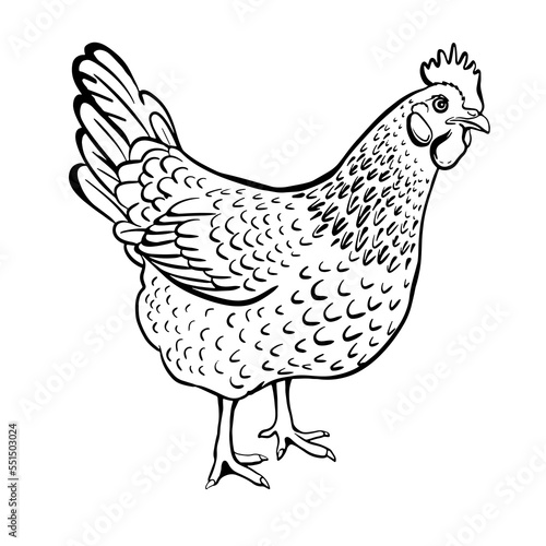 Hen. Fresh eggs logo. Chicken farm premium quality isolated on white background. Premium element design packaging. Monochrome Illustration Vector Sketch hand drawn. Graphics. Black and white