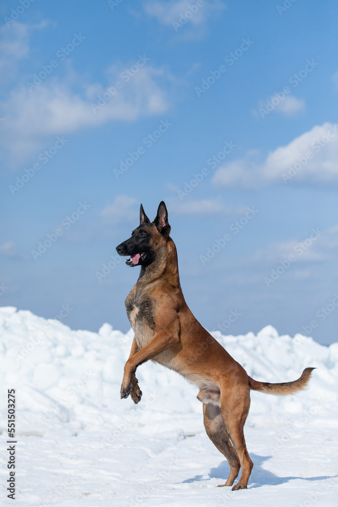 Belgian Shepherd Dog Malinois dog in winter landscape. Dog in the snow. Cold  season