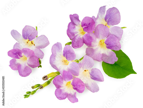 Violet Asystasia flower with leaf isolated on white background, Asystasia gangetica or Chinese violet on White Background With work path.