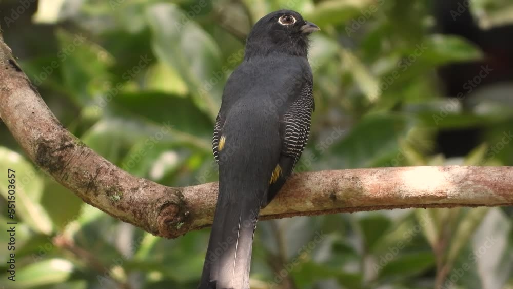 White-tailed Trogon Perched On Tree Branch In The Forest. - close up, rear view White-tailed Trogon Perched On Tree Branch In The Forest. - close up, rear view