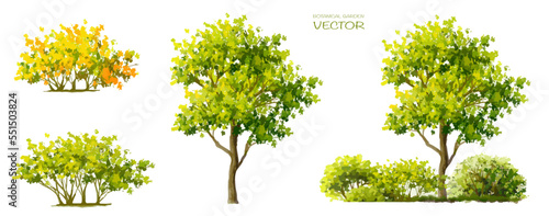 Abstract vector watercolor ,tree or forest side view isolated on white background for landscape and architecture drawing,elements for environment and garden,botanical for section and elevation