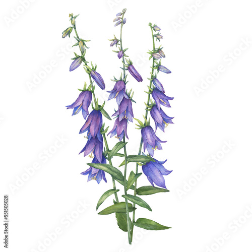 Bouquet with blue-violet campanula rapunculoides flower (rampion bellflower, rover bellflower, creeping bluebell, purple bell, garden harebell). Watercolor hand drawn painting illustration isolated.