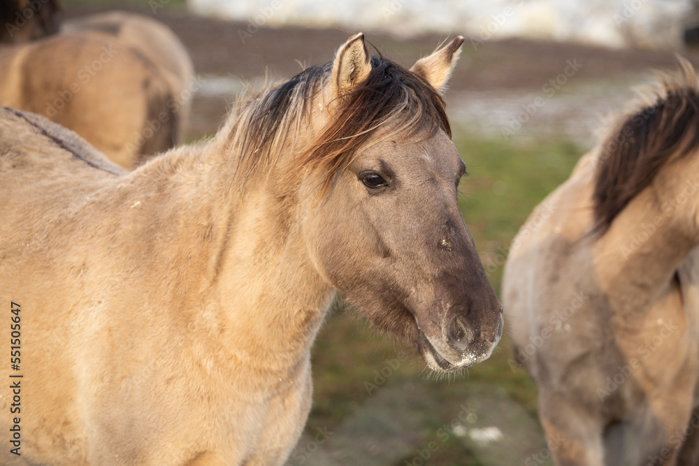 Fototapeta premium young horses in the pasture
