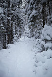 Snow covered trail in the forest with branches along the path. Winter touristic trails in Carpathian mountains, Ukraine