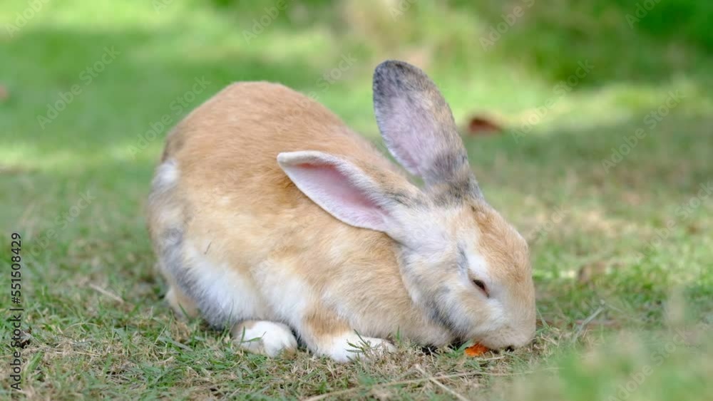 rabbit, bunny pet with blur background, animals
rabbit, bunny pet with blur background, animals