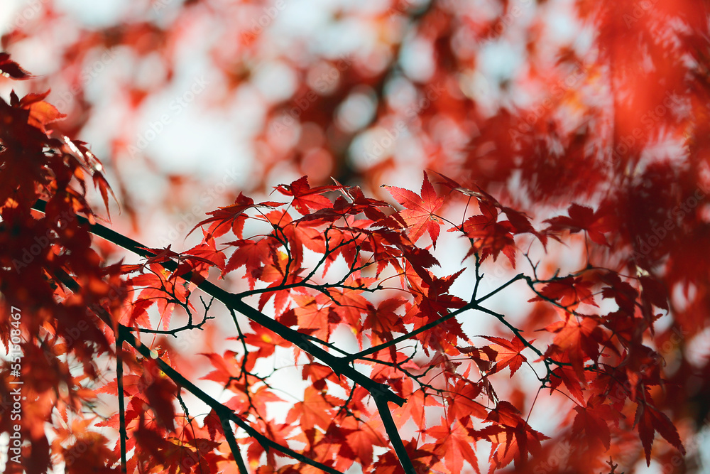 Autumn landscape, Autumn nature, Autumn tree leaves with blurred background Autumn landscape, Autumn nature, Autumn tree leaves with blurred background