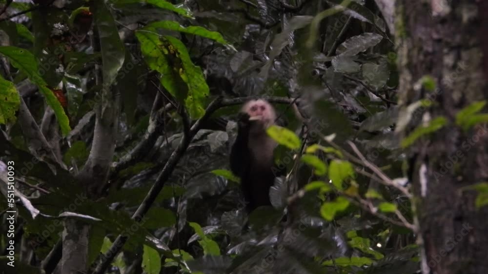 White-faced Capuchin Monkey Eating On The Tree In The Forest. - close up White-faced Capuchin Monkey Eating On The Tree In The Forest. - close up