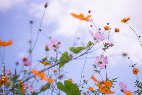 Sky and colorful cosmos in Japan