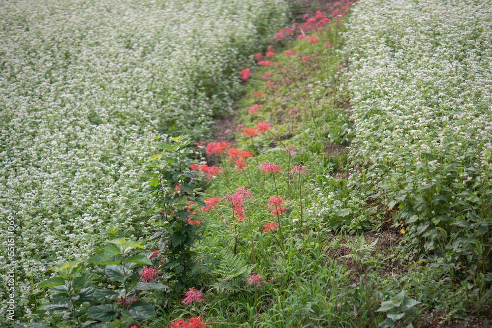 Japanese nature, red spider lily and rice field