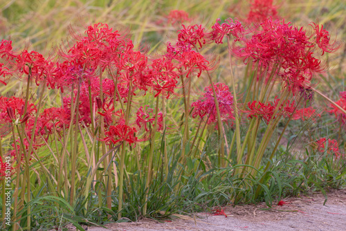 Obraz na płótnie Japanese nature, red spider lily and rice field w salonie