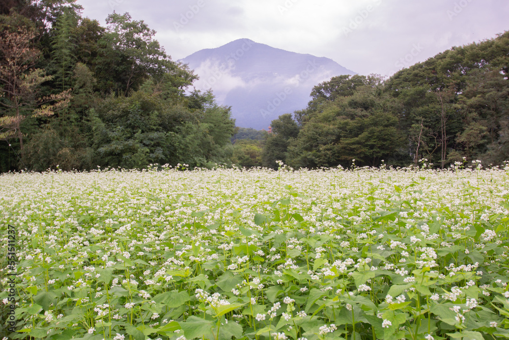 Japanese agriculture, buckwheat flower scenery