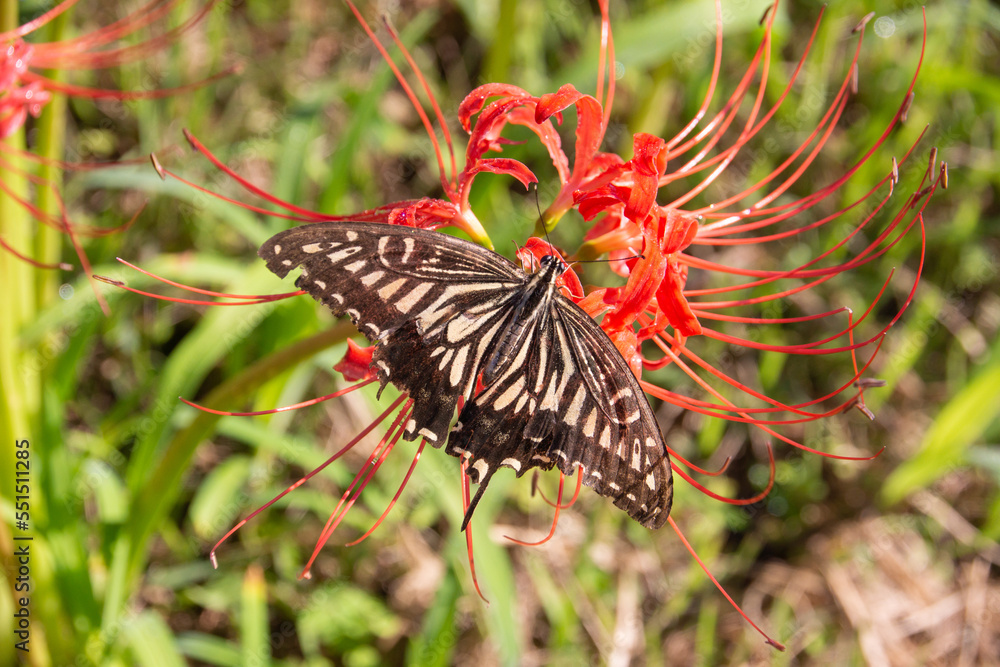 Japanese nature, red spider lily and swallowtail butterfly