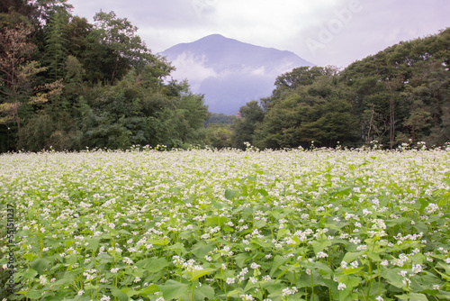 Obraz na płótnie Japanese agriculture, buckwheat flower scenery w salonie