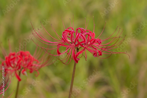 Obraz na płótnie Japanese nature, red spider lily and rice field w salonie