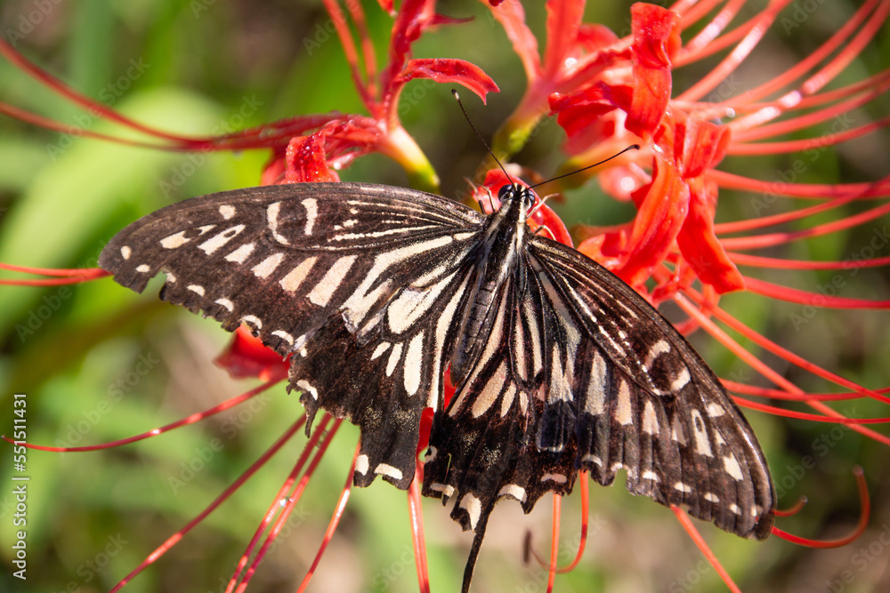 Japanese nature, red spider lily and swallowtail butterfly