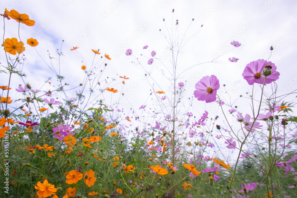 Sky and colorful cosmos in Japan