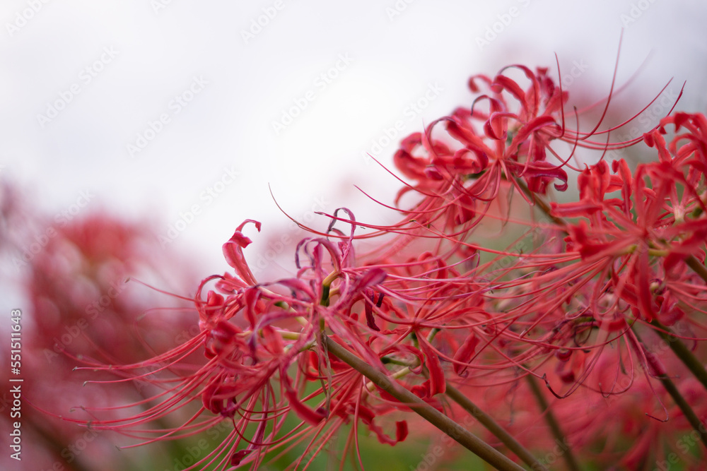 Japanese nature, red spider lily and rice field