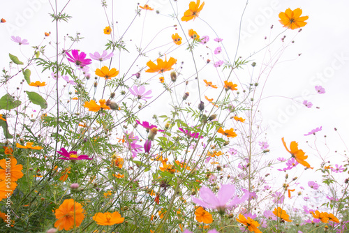 Sky and colorful cosmos in Japan