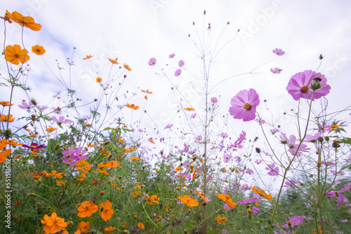 Obraz na płótnie Sky and colorful cosmos in Japan w salonie