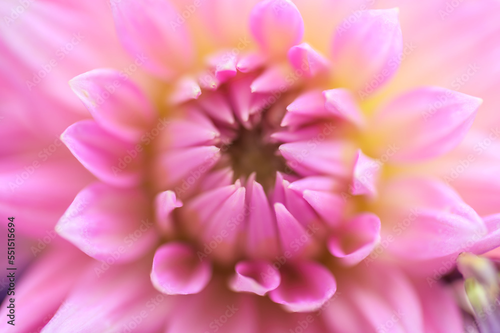 Flower of pink dahlia. Selective focus with shallow depth of field. Flower of pink dahlia. Selective focus with shallow depth of field.