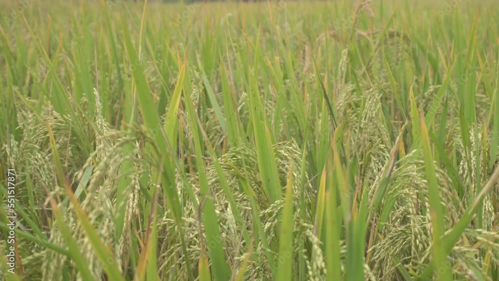 Rice is the staple food in many Asian countries. In summer, paddy ripens by May and the whole field turns yellow. Farmers cut and process the paddy into rice and sell it in the market. Rice is the staple food in many Asian countries. In summer, paddy ripens by May and the whole field turns yellow. Farmers cut and process the paddy into rice and sell it in the market.