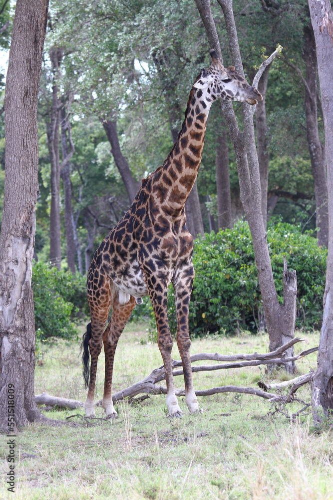 Obraz premium Giraffe full length photo with his tongue out feeding on acacia 