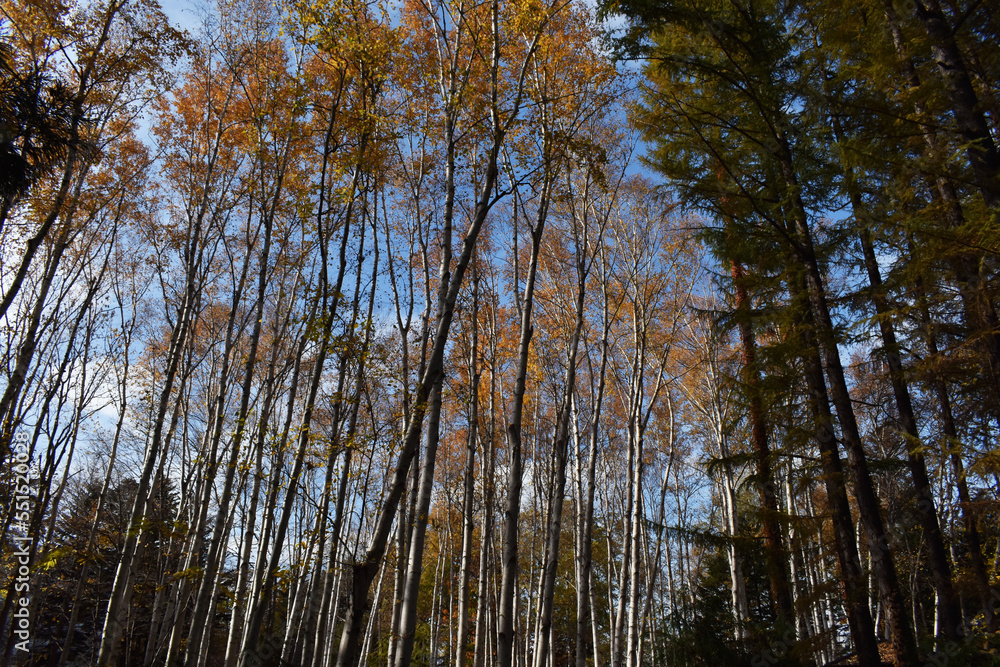The beautiful white birch forest trees with the winterly clear blue sky in Sapporo Japan The beautiful white birch forest trees with the winterly clear blue sky in Sapporo Japan