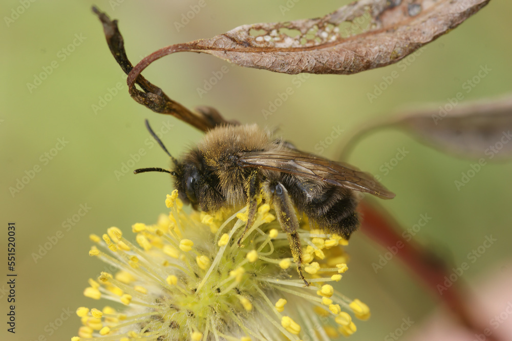 Closeup on a female Nycthemeral miner bee, Andrena nycthemera, feeding on yellow Willow pollen