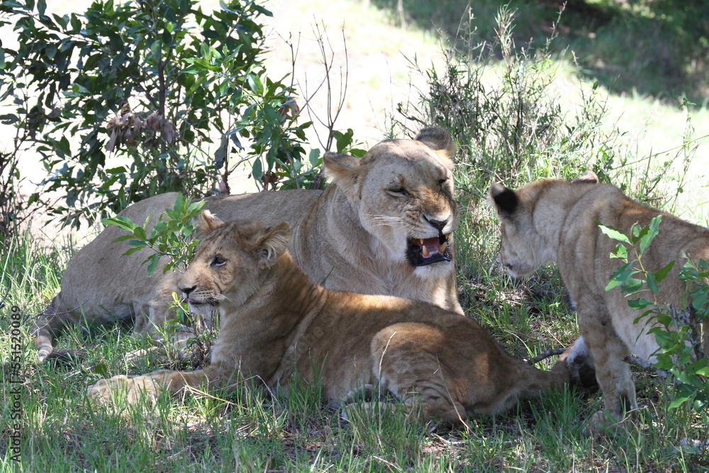 Fototapeta premium Mama lioness roaring at her bad-behaving lion son 