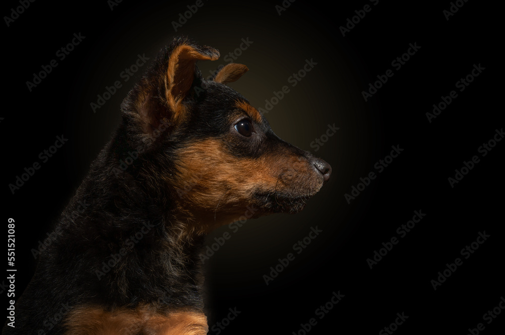 Dramatic portrait of a small dog on a black background. Lonely dog ​​in the dark