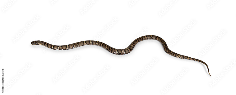 Fototapeta premium Side view of Russian Rat snake, isolated on a white background