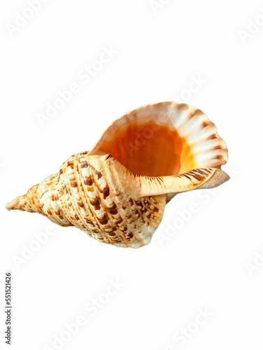 seashell isolated on white background