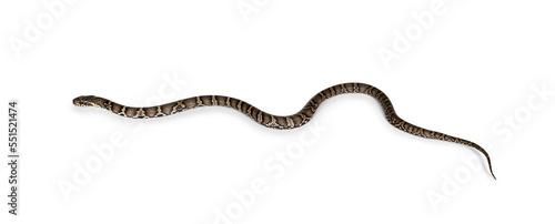 Side view of Russian Rat snake, isolated on a white background