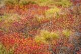 Selective focus shot of tundra shrubs with autumn color in daylight with blur background