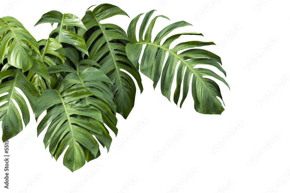 Philodendron plant grow in rain forest, transparency background in PNG file - obrazy, fototapety, plakaty 