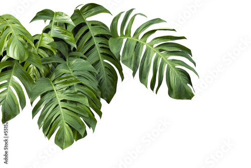 Philodendron plant grow in rain forest, transparency background in PNG file