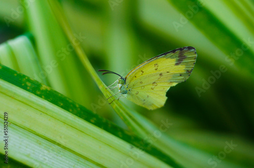 butterfly on leaf
