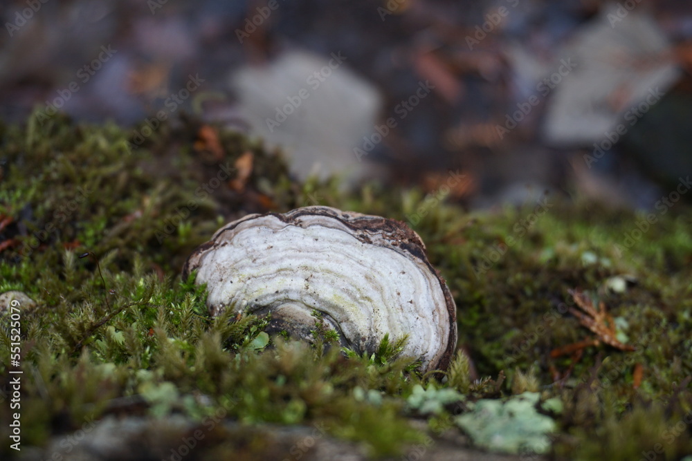 Obraz premium 倒れた木に生えた黄緑の苔と白いキノコ