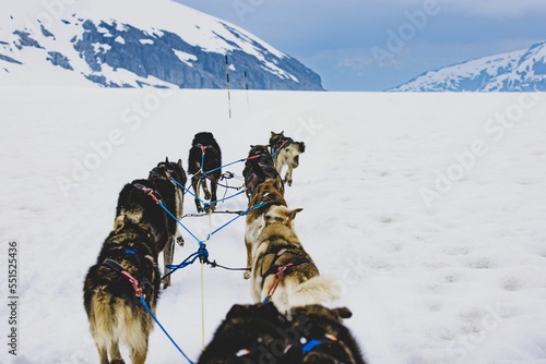 Photography Group of Siberian Husky sled dogs on the road in Juneau, Alaska
