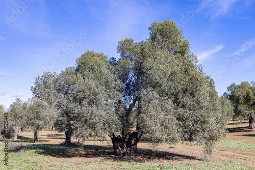 Millenary olive tree in an olive plantation for the production of extra virgin olive oil in Andalusia, Spain
