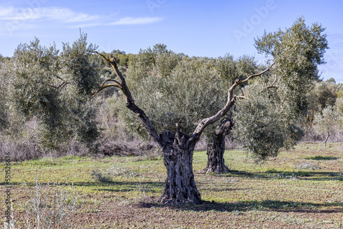 Millenary olive tree in an olive plantation for the production of extra virgin olive oil in Andalusia, Spain photo