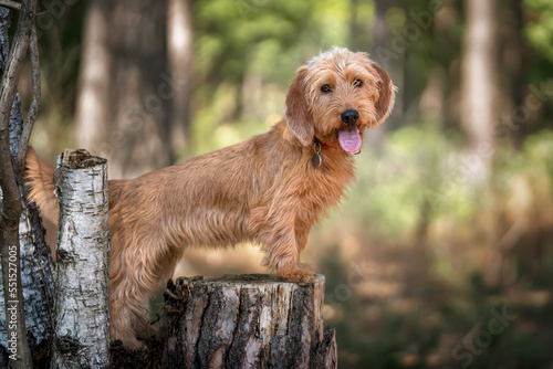 Vászonkép Basset Fauve de Bretagne standing against a tree stump and looking directly at t