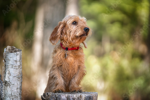 Fotografía Basset Fauve de Bretagne standing against a tree stump and looking slightly away