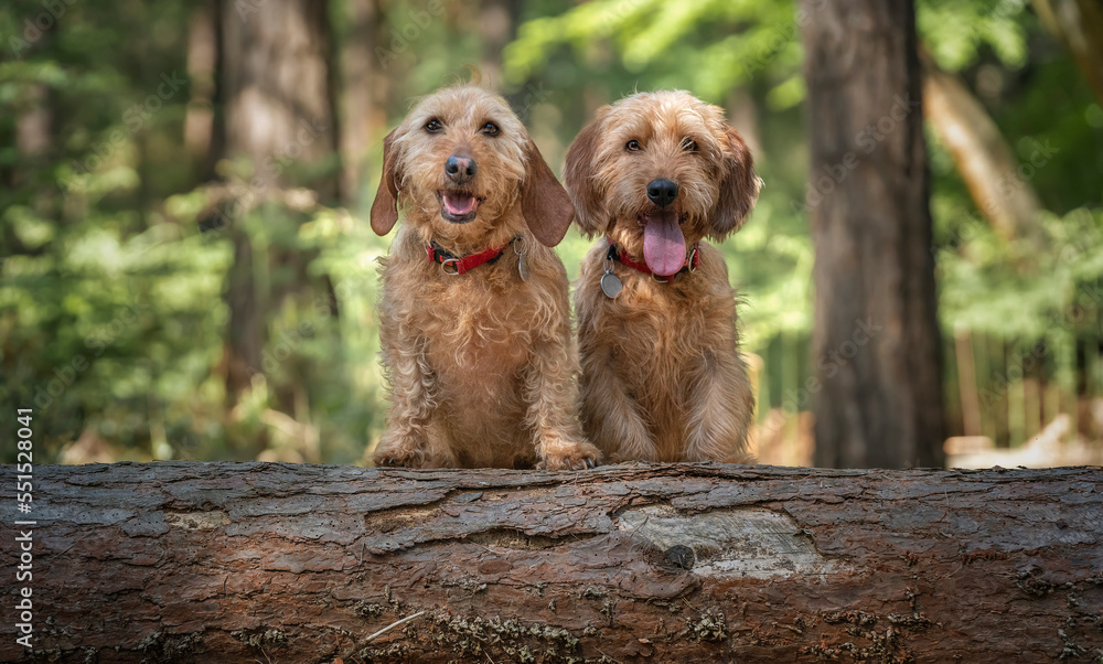 Two Basset Fauve de Bretagne dogs looking directly at the camera behind a fallen tree log