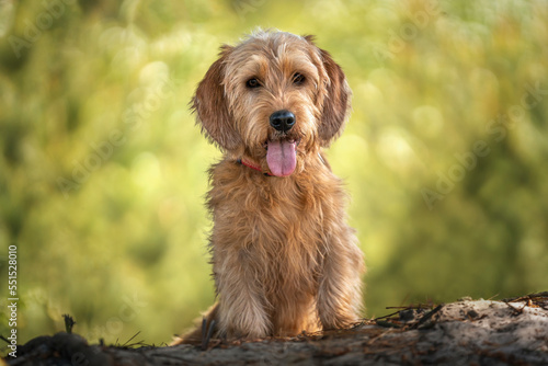 Canvas Print Basset Fauve de Bretagne dog looking directly at the camera in the forest
