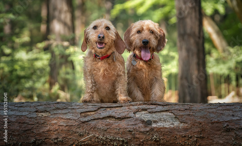 Foto Two Basset Fauve de Bretagne dogs looking directly at the camera behind a fallen
