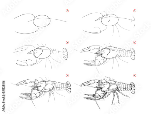 Page shows how to learn to draw sketch of crayfish. Creation step by step pencil drawing. Educational page for artists. Textbook for developing artistic skills. Online education. Vector image. photo