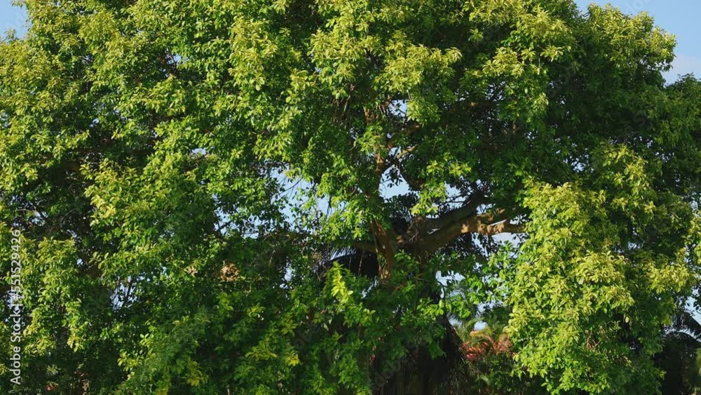 Background of a large tropical tree with green foliage. Summer park on a sunny day. Landscape of a tree against the blue sky. Wildlife of the tropics. Background of a large tropical tree with green foliage. Summer park on a sunny day. Landscape of a tree against the blue sky. Wildlife of the tropics.