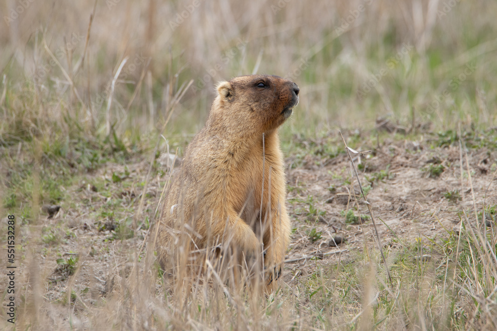 Fototapeta premium Portrait of a groundhog near a burrow. Beautiful shot of marmota bobak. Groundhog Day. 