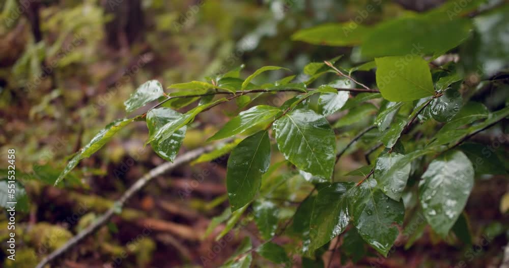 Heavy rain in the dense forest, close-up of rainfall water droplets on green leaves, close up shot Heavy rain in the dense forest, close-up of rainfall water droplets on green leaves, close up shot
